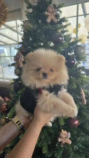 Zwergspitz   Pomeranian Welpen gesund, verspielt & familienfreundlich