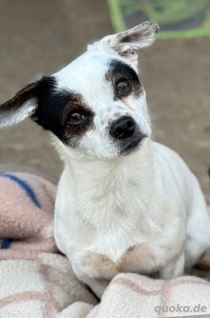 Kleines verschmustes Pünktchen - sucht das große Glück