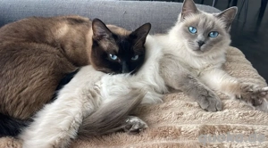 reinrassige Siam Katzen, Weibchen Seal bluepoint