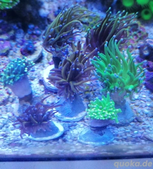 Euphyllia glabrescens Korallen Meerwasser 