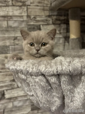 wunderschöner BKH kater in Lilac 