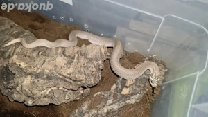 0.1 Arctic Superconda Hakennasennatter 