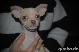 Chihuahua welpe