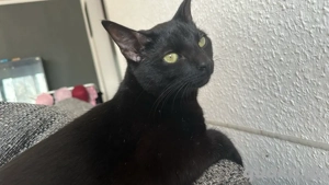 black sucht drigene ein zuhause 