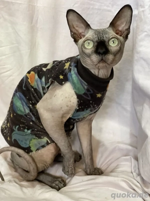 Canadian Sphynx Kater