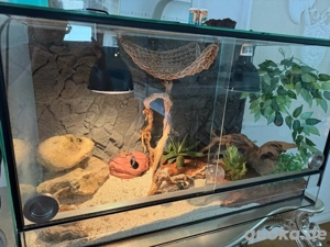 Terrarium mit 3 Leopard Gecko