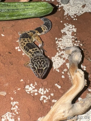 Leopard Gecko 