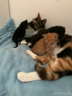 Main Coon kitten Mix 