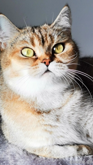 Bkh Dame reinrassige golden