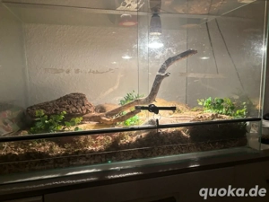 Zwei Königspython mit Terrarium abzugeben