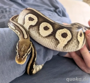 Königspython Python regius 0.1 Pastel Mojave Orange Dream het. Piebald auf wunsch mit Terrarium