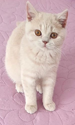 Traumhaft schönes, liebes, verschmustes BKH-Kitten (Katerchen) abzugeben!