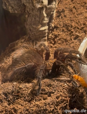 Vogelspinnen abzugeben 