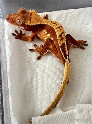 Kronengecko Männlich