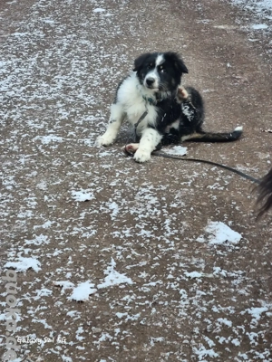 knapp 4 Monate alter aussie rüde sucht 