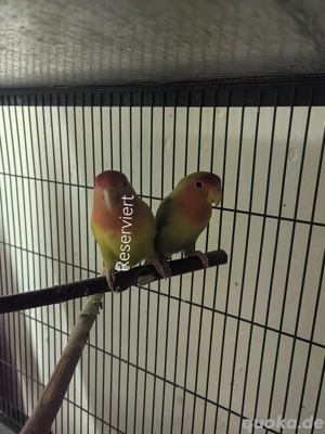 Verkaufe zwei süße Rosenköpfchen 