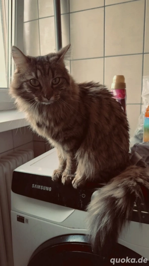 Maine Coon 