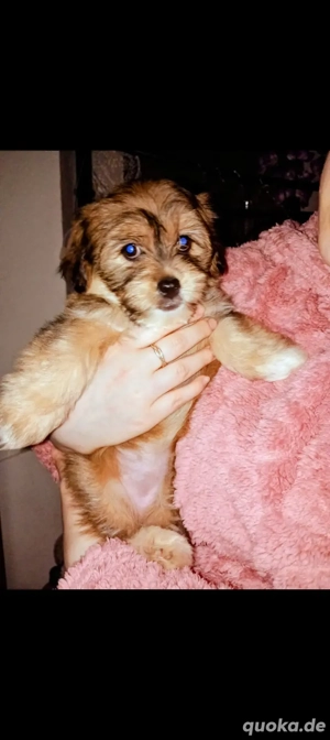 bichon Weibchen sucht neues Zuhause 