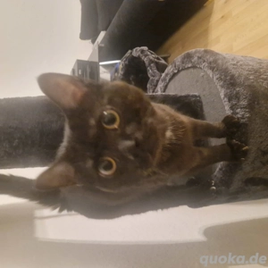 SchmuseKater abzugeben 