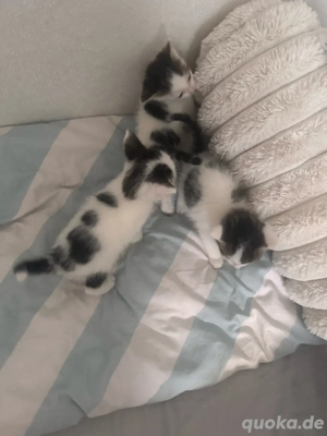 babykatzen abzugeben