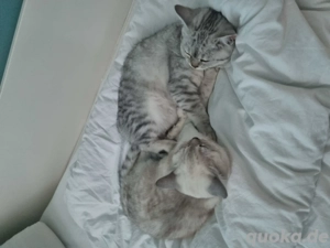 2 Bkh Katzen, Silver-shaded und Grau-weiß getigert