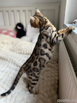 Bengal Jungkatze Braun weiblich äußert zutraulich und menschenliebend!! Bild 9