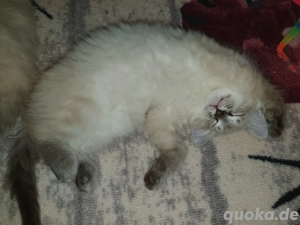 3 wunderschöne reinrassige Ragdoll Kitten suchen ab sofort ihren neuen Dosenöffner 