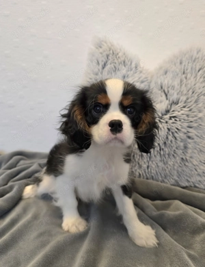 Cavalier King Charles Spaniel Welpe Rüde mit Ahnentafel 
