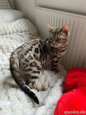 Bengal Kitten Braun weiblich äußert zutraulich und menschenliebend!!