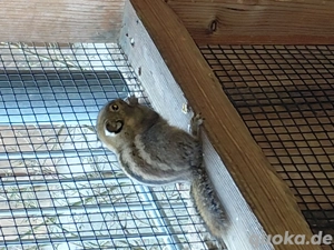 Chinesische streifenhörnchen 