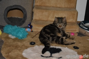  Vermittlung   zwei besondere Katzenkinder suchen ihr für immer Zuhause 