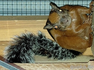 Costa Rica Hörnchen  weiblich 