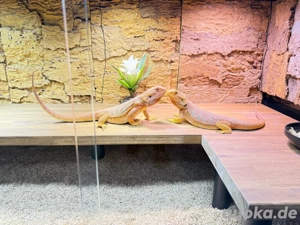 2 Weibliche Bartagamen