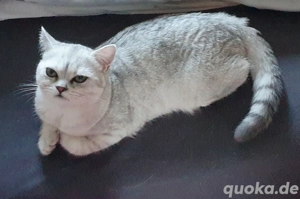 BKH Kitten Bärchen suchen liebevolles Zuhause Bild 2