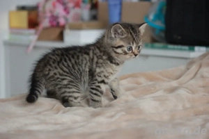 BKH Kitten  Bild 2