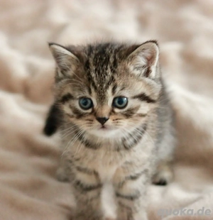 BKH Kitten  Bild 5