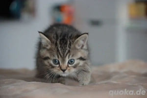 BKH Kitten  Bild 4