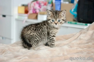 BKH Kitten  Bild 3