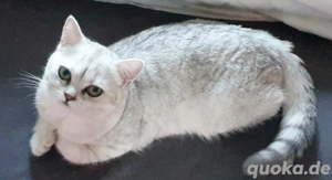 BKH Kitten Bärchen suchen liebevolles Zuhause Bild 4