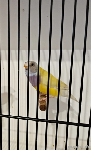 3 Gelbe Gouldamadinen Hähne in Sonderfarbe, alle Spalt Blau