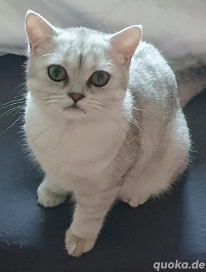 BKH Kitten Bärchen suchen liebevolles Zuhause Bild 3