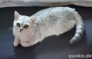 BKH Kitten Bärchen suchen liebevolles Zuhause Bild 5