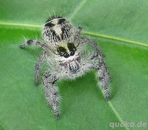 Springspinne, Hyllus diardi