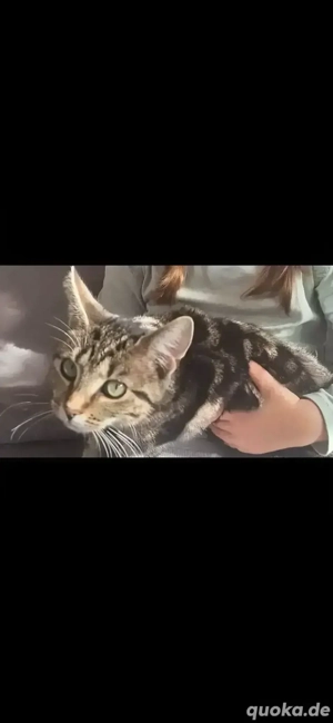 Katze zu Verkaufen 