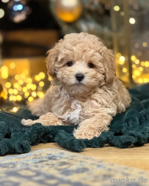 Bezaubernde Pudelwelpen zu verkaufen!