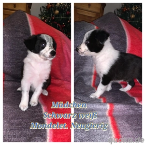 Bordercollie Welpen Wir dürfen Ausziehen 