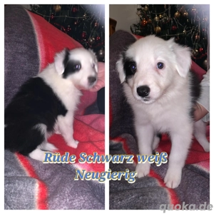 7 Bordercollie Welpen 