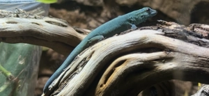 Lygodactylus williamsi - Türkisblauer Zwergtaggecko Männchen