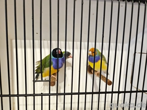 Gouldamadinen in Sonderfarbe, alle Spalt Blau