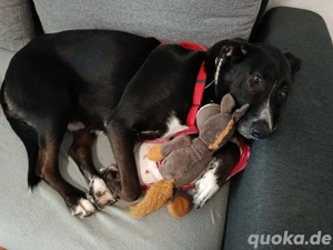 Labrador Rüde 3 jahre alt 